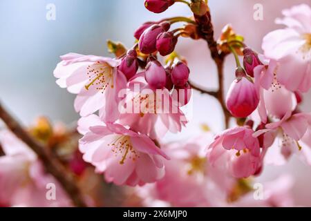 Blühende japanische Bergkirsche (Prunus sargentii x subhirtella &#39;Accolade&#39;, frühe Zierkirsche, Frühlingskirsche) Stockfoto