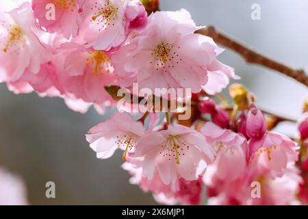 Blühende japanische Bergkirsche (Prunus sargentii x subhirtella &#39;Accolade&#39;, frühe Zierkirsche, Frühlingskirsche) Stockfoto