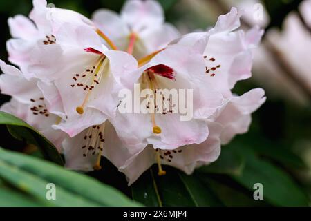 Blühender auffälliger Rhododendron (Rhododendron calophytum Franchet) Stockfoto