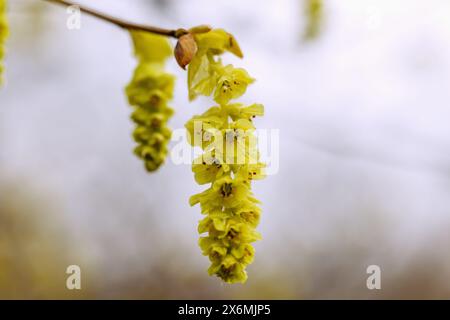 Blühende chinesische falsche Haselnuss (Corylopsis sinensis var. Sinensis Hemsley) Stockfoto