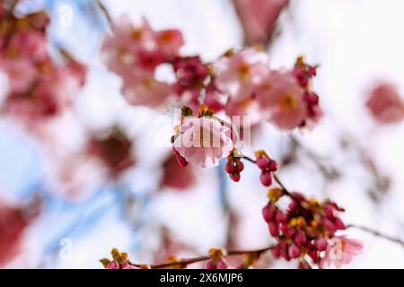 Blühende japanische Bergkirsche (Prunus sargentii x subhirtella &#39;Accolade&#39;, frühe Zierkirsche, Frühlingskirsche) Stockfoto