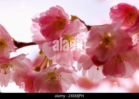 Blühende japanische Bergkirsche (Prunus sargentii x subhirtella &#39;Accolade&#39;, frühe Zierkirsche, Frühlingskirsche) Stockfoto