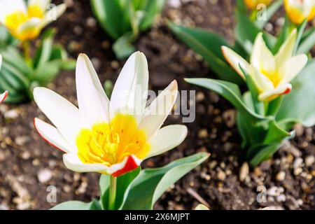 Blühende Kaufmann&#39;Tulpen (Tulipa Kaufmanniana &#39;die erste&#39;, Seerosen-Tulpe) im Blumenbeet Stockfoto