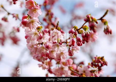 Blühende japanische Bergkirsche (Prunus sargentii x subhirtella &#39;Accolade&#39;, frühe Zierkirsche, Frühlingskirsche) Stockfoto