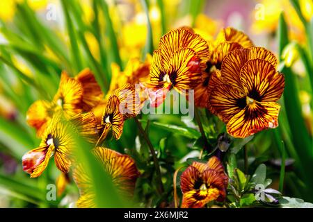 Gehörntes Violett (Viola cornuta Twix 'Tiger Eye') im Blumenbeet Stockfoto