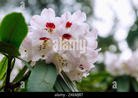 Blühender auffälliger Rhododendron (Rhododendron calophytum Franchet) Stockfoto