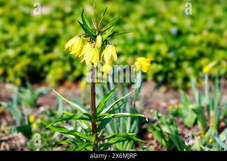 Fritaillaria imperialis Helena, Crown Imperial Checkered Clematis) im Blumenbeet mit Narzissen und Hecke im Rücken Stockfoto