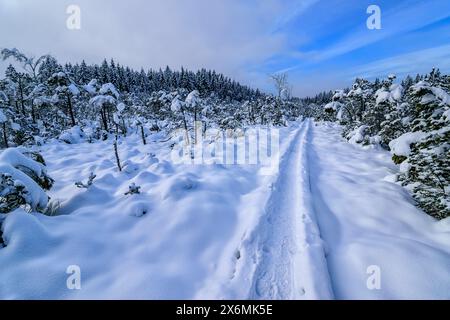 Schneebedeckte Promenade führt durch das Murnauer Moos, Murnau, Oberbayern, Bayern, Deutschland Stockfoto