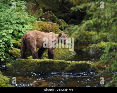 Ein junger erwachsener Braunbär sucht das Wasser und wartet darauf, dass der Lachslauf am Anan Creek im Tongass National Forest beginnt. Stockfoto