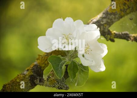 Weiße Apfelblüten mit zarten Blütenblättern in verschiedenen Blütestadien, Hintergrund mit hellgrünen und dunkelgrünen Anklängen Stockfoto