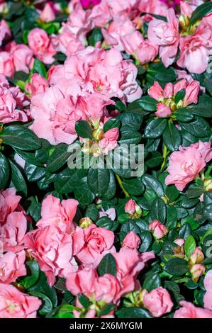 Wunderschöne bunte Azaleenblüte im Frühling. Doppelte rosa Azaleen. Hochwertige Fotos Stockfoto