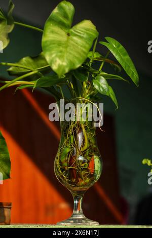 Zierpflanzen in mit Wasser gefüllten Glasbechern Stockfoto