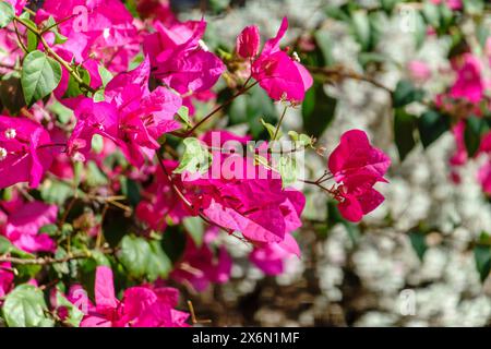 Bougainvillea, Papierblume Bougainvillea hybrida weicher Fokus mit unscharfem Hintergrund. Exotische, schöne kleine lila Bougainvillea Blume. Stockfoto