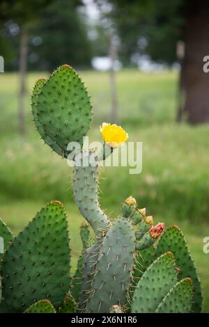 Schöne gelbe Blüte der Kaktusblüte (Opuntia humifusa) im texanischen Frühling. Kaktusfrüchte und Pads mit Stacheln. Stockfoto