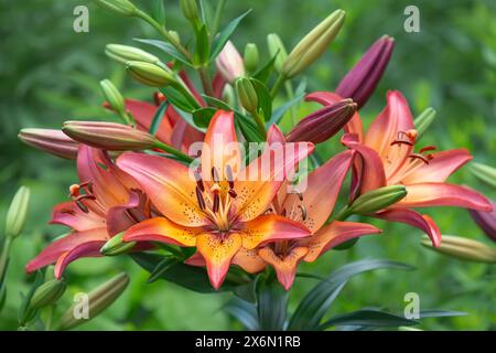 Orange Tigerlilie blüht im Sommergarten. Nahaufnahme. Stockfoto