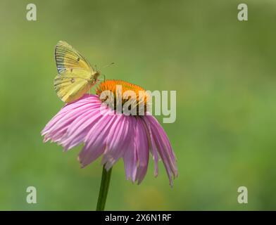 Orangenschwefel (Colias eurytheme) Schmetterling, der sich im Frühlingsgarten von violettem Coneflower ernährt. Naturgrüner Hintergrund mit Kopierraum. Stockfoto