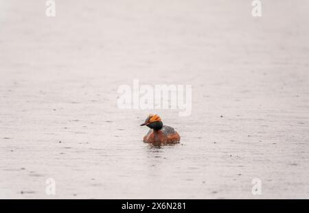 Farbenfroher kleiner Grebe, der gehörnte Grebe (Podiceps auritus), auch bekannt als slawonischer Grebe, der auf einem kleinen Teich schwimmt Stockfoto