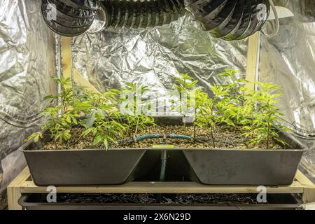 Medizinische Cannabis Sativa Pflanzen wachsen unter Licht in Innenräumen. Close Lab System Legal Light Medikamente Medikation Medizin Konzept selektiver Fokus Stockfoto