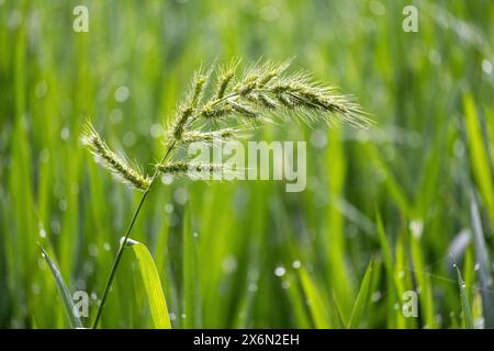 Neu angebaute Reissamen auf Reisfeld mit Blättern einer Reispflanze. Nahaufnahme der jungen Paddy-Reispflanze und des Reisohrs. Stockfoto