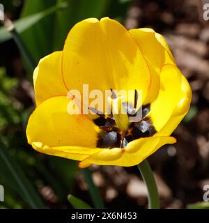 „Erröten Apeldoorn“ Gartentulpe, Trägårdstulpan (Tulipa gesneriana) Stockfoto