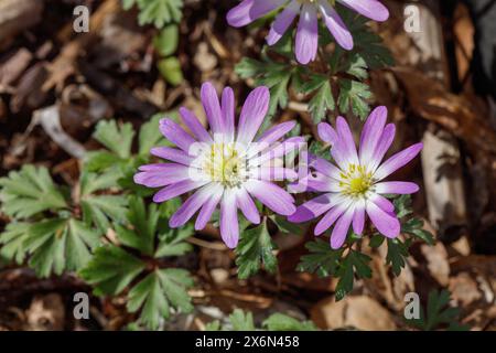 'Charmer' Balkananemone, Balkansippa (Anemonoides blanda) Stockfoto