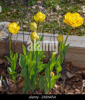 „Gelbe Pomponette“ Gartentulpe, Trägårdstulpan (Tulipa gesneriana) Stockfoto