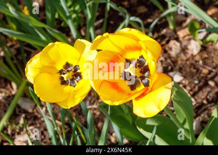 „Erröten Apeldoorn“ Gartentulpe, Trägårdstulpan (Tulipa gesneriana) Stockfoto