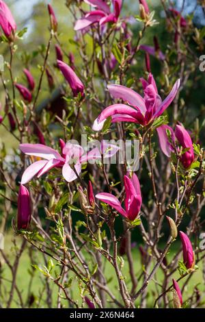 „Susan“ Hybridmagnolie, Rosenmagnolie (Magnolia liliiflora x Magnolia stellata) Stockfoto