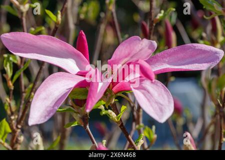 „Susan“ Hybridmagnolie, Rosenmagnolie (Magnolia liliiflora x Magnolia stellata) Stockfoto