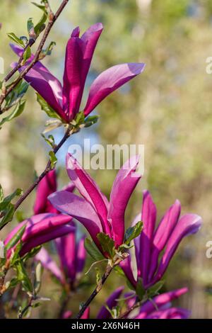 „Susan“ Hybridmagnolie, Rosenmagnolie (Magnolia liliiflora x Magnolia stellata) Stockfoto