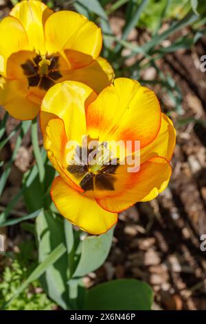 „Erröten Apeldoorn“ Gartentulpe, Trägårdstulpan (Tulipa gesneriana) Stockfoto