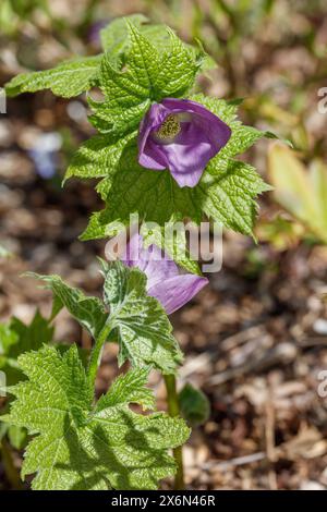 Japanischer Holzmohn, Lunddocka (Glaucidium palmatum) Stockfoto