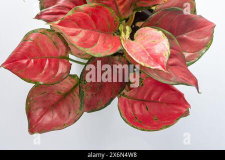 Rote Aglonemblüte. Blätter mit hellrosa Adern. Aglaonema-Pflanze auf weißem Hintergrund Stockfoto