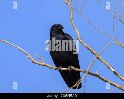 Eine Aaskrähe (Corvus Corone) sitzt im Frühling auf einem kleinen Zweig, blauer Himmel (Wien, Österreich) Stockfoto