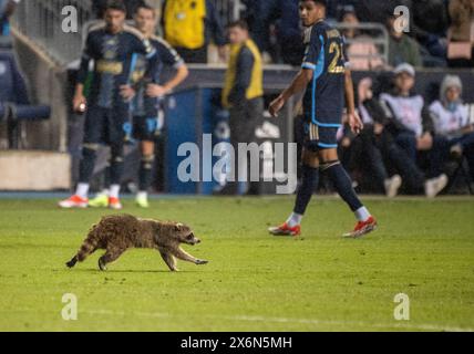 Chester, Pennsylvania, USA. Mai 2024. Während des Spiels zwischen der Philadelphia Union und der NYCFC im Subaru Park in Chester läuft ein großer Waschbär auf dem Spielfeld. (Kreditbild: © Ricky Fitchett/ZUMA Press Wire) NUR REDAKTIONELLE VERWENDUNG! Nicht für kommerzielle ZWECKE! Stockfoto