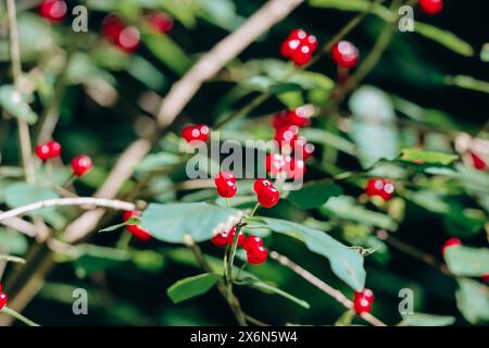 Aus nächster Nähe sehen Sie reife rote Beeren des europäischen Geißblatt-Fliege (Lonicera xylosteum) mit einigen grünen Blättern Stockfoto