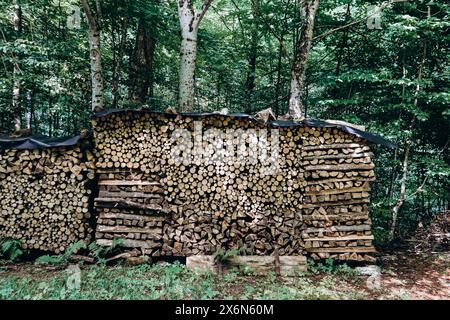 Brennholz für den Winter vorbereitet und zum Trocknen im Wald gestapelt Stockfoto