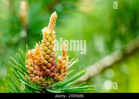 Kiefer auf Zweig, blühende Kiefer im Frühjahr, Bildung neuer Kegel, gelbe Kiefernzapfen aus Nadelbäumen im Frühjahr, Kiefernblüte Stockfoto