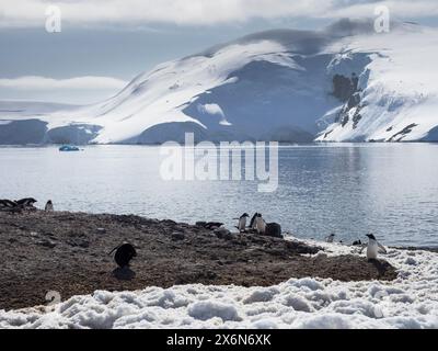 Gentoo-Pinguine (Pygoscelis papua) D’Hainaut Island, Mikkelsen Harbour, Trinity Island, Palmer Archipel, Antarktis Stockfoto