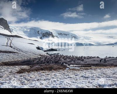 Gentoo-Pinguine (Pygoscelis papua) D’Hainaut Island, Mikkelsen Harbour, Trinity Island, Palmer Archipel, Antarktis Stockfoto