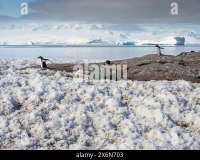 Gentoo-Pinguine (Pygoscelis papua) D’Hainaut Island, Mikkelsen Harbour, Trinity Island, Palmer Archipel, Antarktis Stockfoto