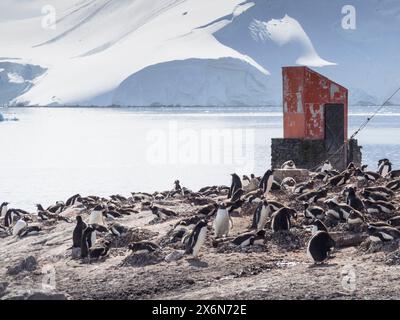 Gentoo-Pinguine (Pygoscelis papua) in der Nähe einer Schutzhütte auf D’Hainaut Island, Mikkelsen Harbour, Trinity Island, Palmer Archipel, Antarktis Stockfoto