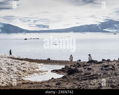 Gentoo-Pinguine (Pygoscelis papua) D’Hainaut Island, Mikkelsen Harbour, Trinity Island, Palmer Archipel, Antarktis Stockfoto