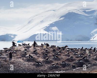 Gentoo-Pinguine (Pygoscelis papua) auf der Insel D’Hainaut, Mikkelsen Harbour, Trinity Island, Palmer Archipel, Antarktis Stockfoto