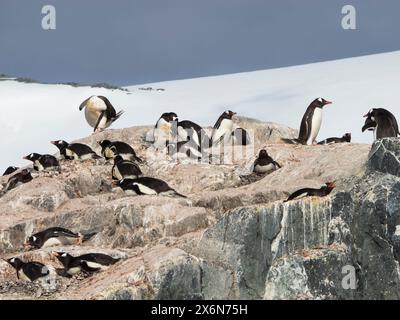 Gentoo-Pinguine (Pygoscelis papua) nisten auf einem Felsen, D’Hainaut Island, Mikkelsen Harbour, Trinity Island, Palmer Archipel, Antarktis Stockfoto
