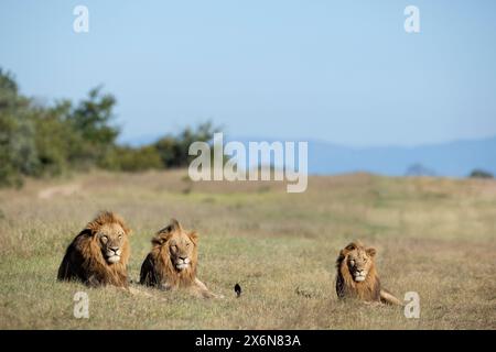 Malerischer Blick auf einen Stolz von drei erwachsenen männlichen Löwen (Panthera leo), der in einem offenen Gebiet liegt Stockfoto