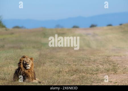 Malerischer Blick auf einen einsamen männlichen Löwen (Panthera leo), der in einem offenen Gebiet liegt Stockfoto