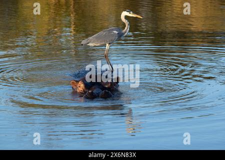 Graureiher, der opportunistisch auf dem Rücken eines Nilpferdes sitzt und in einem Wasserloch nach Fischen sucht Stockfoto