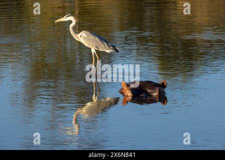 Graureiher, der opportunistisch auf dem Rücken eines Nilpferdes sitzt und in einem Wasserloch nach Fischen sucht Stockfoto