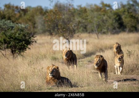 Frontalansicht des Stolzes von vier männlichen Kambula-Löwen (Panthera leo) und einer Löwin in Bewegung Stockfoto